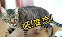 新手训猫小爆料视频教程,跟随小爆料视频教程轻松上手