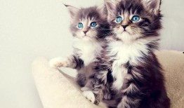猫咪爆料主人合集视频,揭秘主人日常爆笑瞬间合集