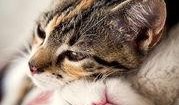 猫咪爆料主人合集视频,揭秘主人日常爆笑瞬间合集