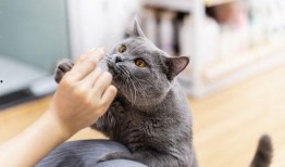 猫咪爆料主人合集视频,揭秘主人日常爆笑瞬间合集
