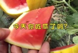娱乐吃瓜名字大全,揭秘那些令人捧腹的“吃瓜”名字背后的故事
