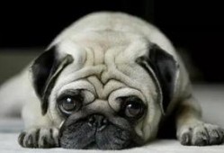 巴哥最新爆料事件视频,揭秘事件背后惊人真相