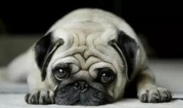 巴哥最新爆料事件视频,揭秘事件背后惊人真相