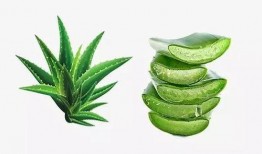 蛋仔皮肤仙人掌最新爆料,蛋仔皮肤仙人掌全新爆料，独特设计引热议
