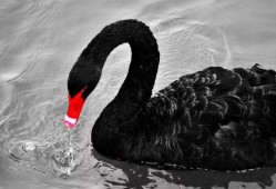 黑天鹅最新技能爆料视频,一飞冲天，颠覆传统！