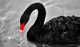 黑天鹅最新技能爆料视频,一飞冲天，颠覆传统！