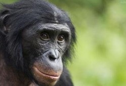 网红猩猩吃瓜事件,揭秘动物界的“网红”现象