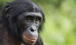 网红猩猩吃瓜事件,揭秘动物界的“网红”现象