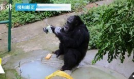 网红猩猩吃瓜事件,揭秘动物界的“网红”现象