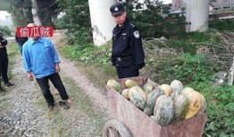 亳州网红吃瓜事件视频,一场网络热议的瓜田奇遇